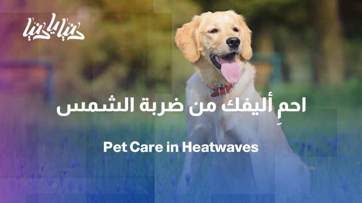 A safe summer for your pet... How to protect it from the heat?