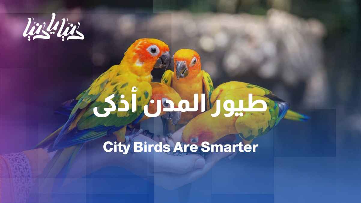 City birds are smarter than forest birds... science explains why.