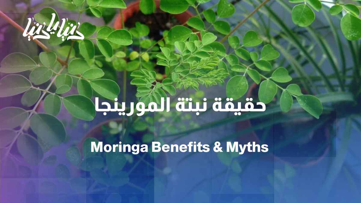 Moringa: Elixir of Youth or Functional Food? The Complete Truth with Attar Pharmacy