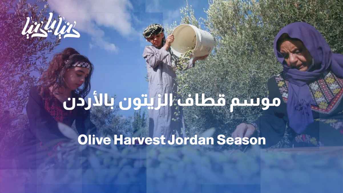 From Tree to Home: The Story of the Olive
