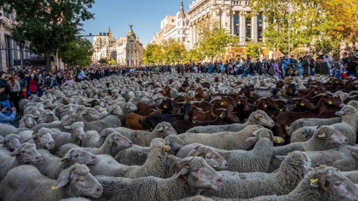 الأغنام والماعز تملأ شوارع مدريد… تعرف لماذا
