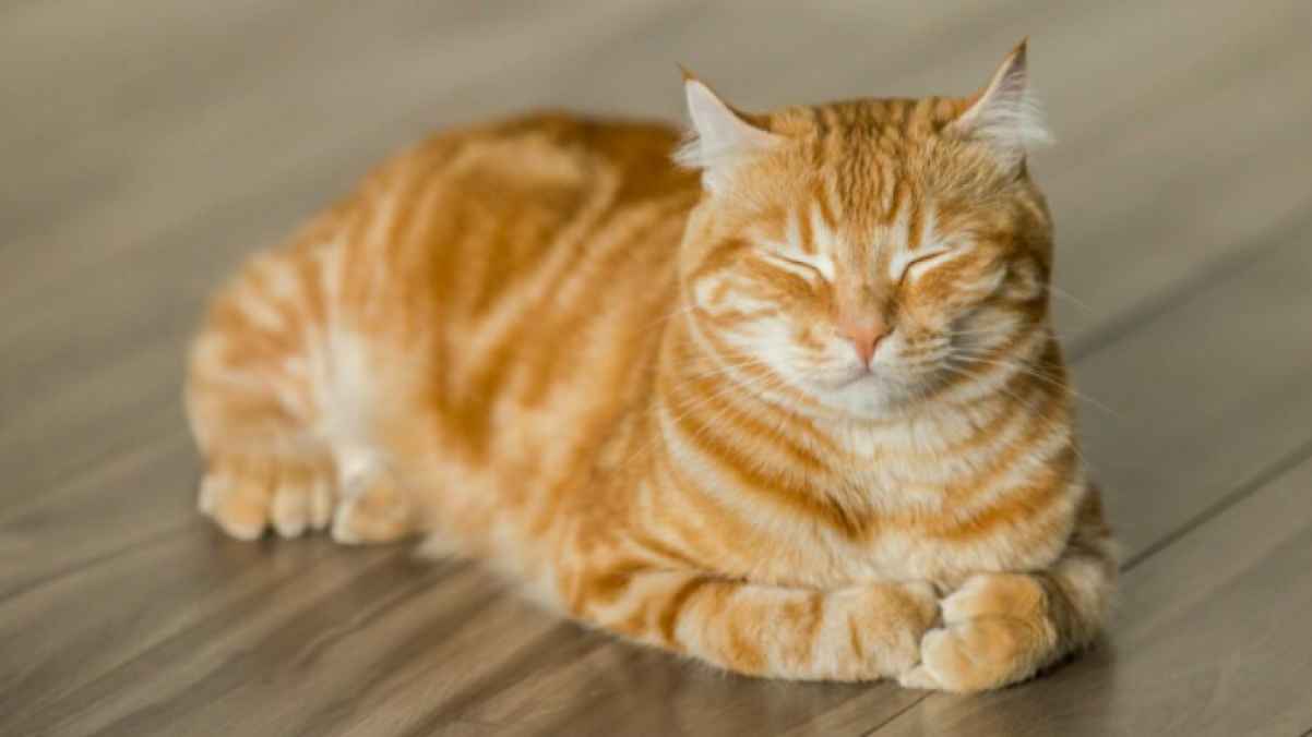 بسبب قطها... امرأة فرنسية مُطالبة بدفع غرامة عالية