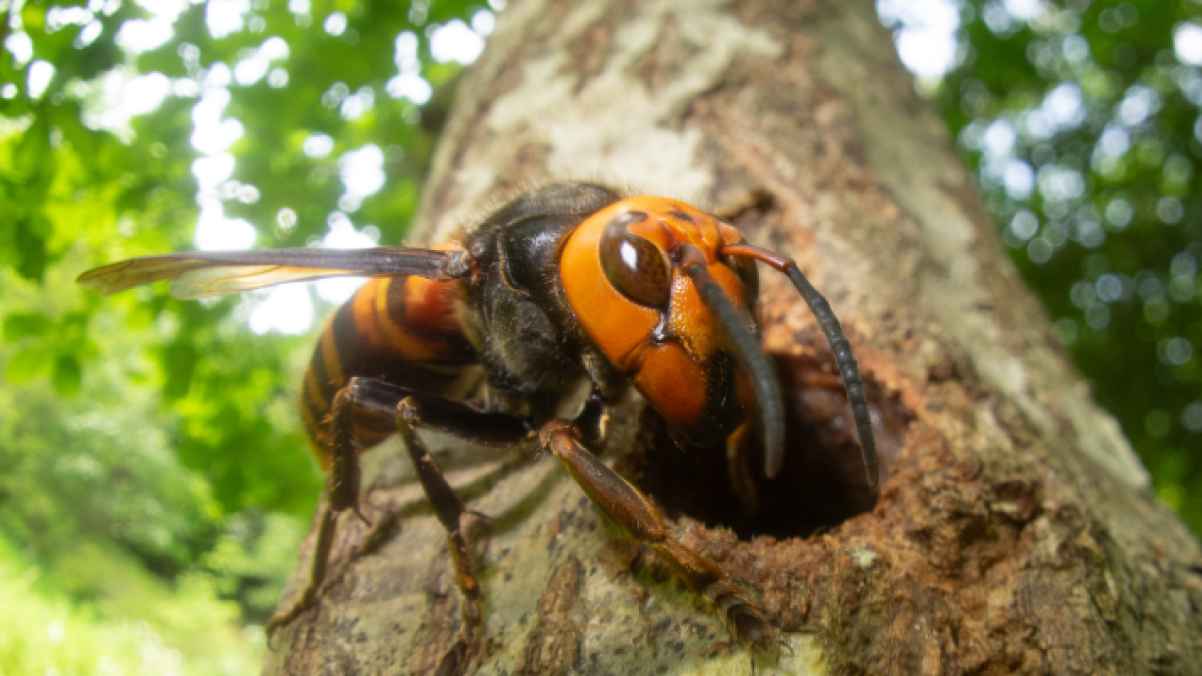 دبابير عملاقة تودّي بحياة أب وابنه في شرق آسيا