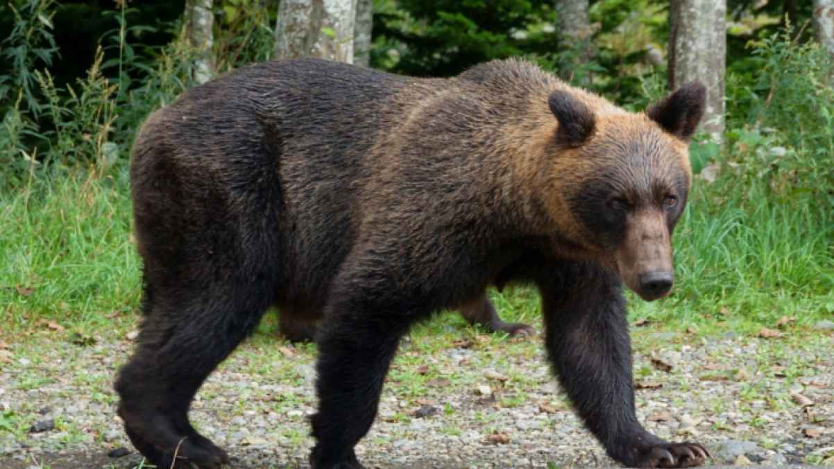 اليابان تستعد بجيشها لمكافحة الدببة