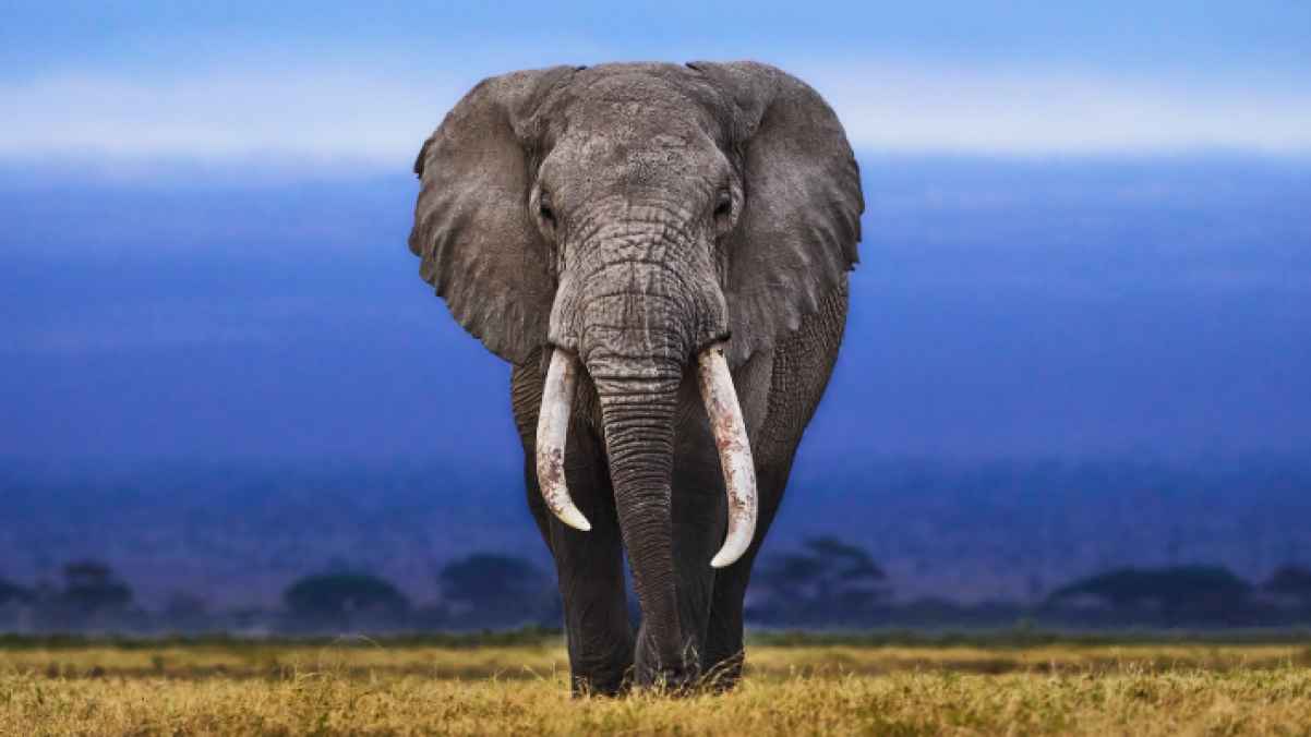 وفاة طفلة إندونسية بطريقة مروعة