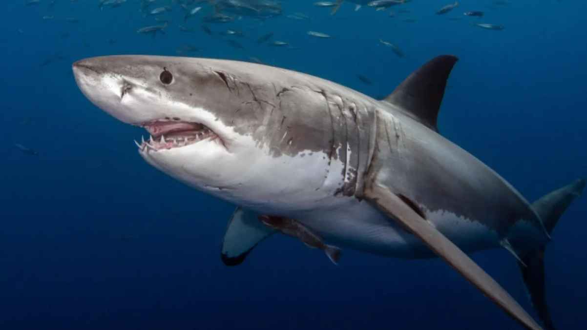 سمكة قرش ضخمة تقذف متزلجا أستراليا في الهواء - فيديو
