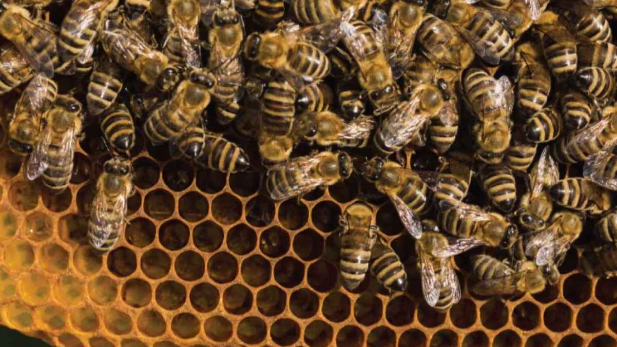 هجوم نحل يتسبب في وفاة رجل أثناء قيادته