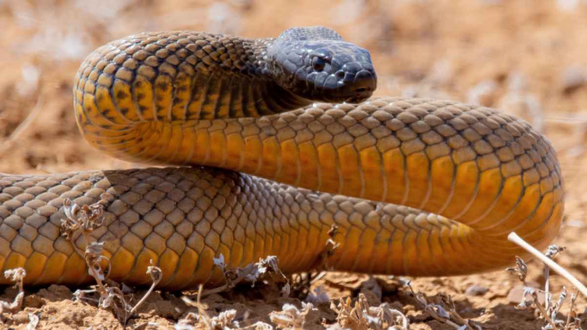 ثعبان ضخم يظهر في مرحاض عائلة - فيديو