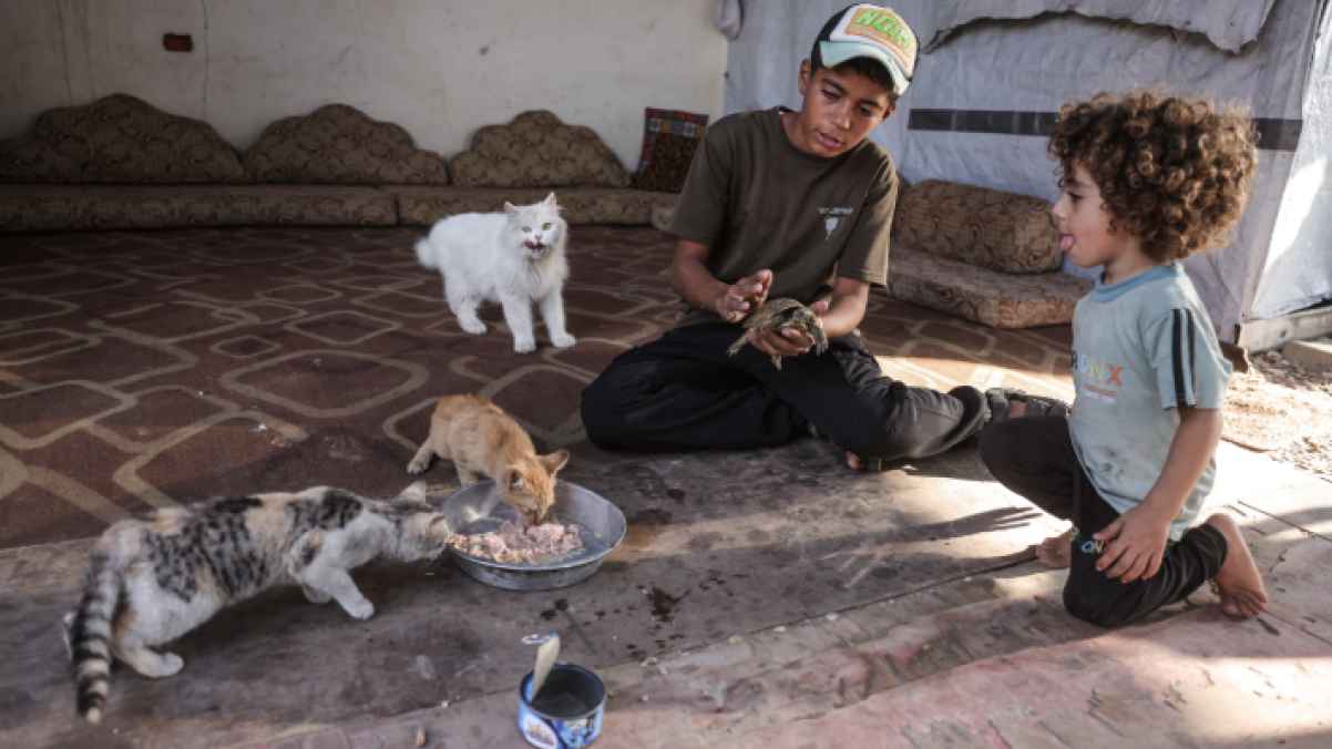 في قلب الجوع والركام… فتى يقتسم لقمة نجاته مع قططه