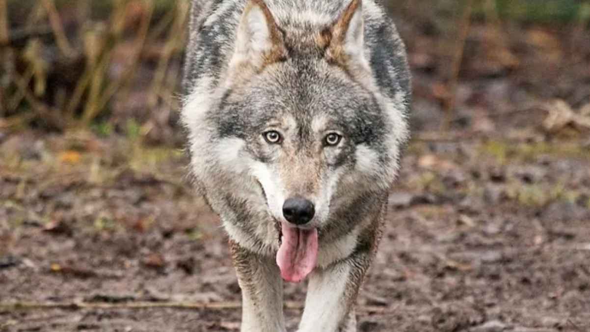 العراق .. ذئب يقتحم دائرة حكومية في الفلوجة - فيديو