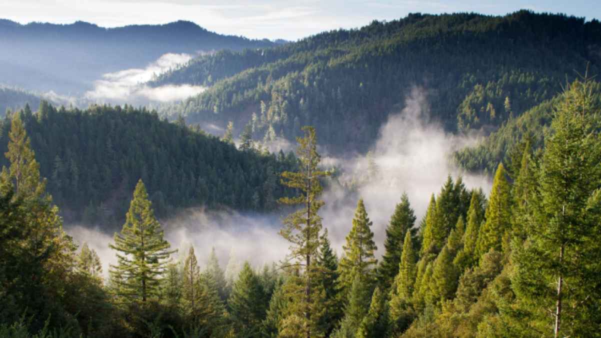 إيطاليا.. قررا العيش مع أطفالهما في الغابة وهذه النتيجة