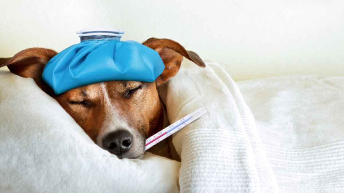 اعتقال طبيبة بيطرية إثر خلاف حول كلب مريض