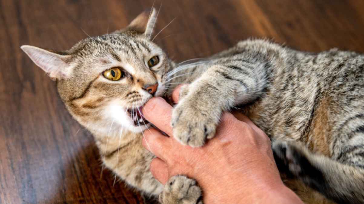 رجل يخضع لست عمليات جراحية إثر عضّة قطة