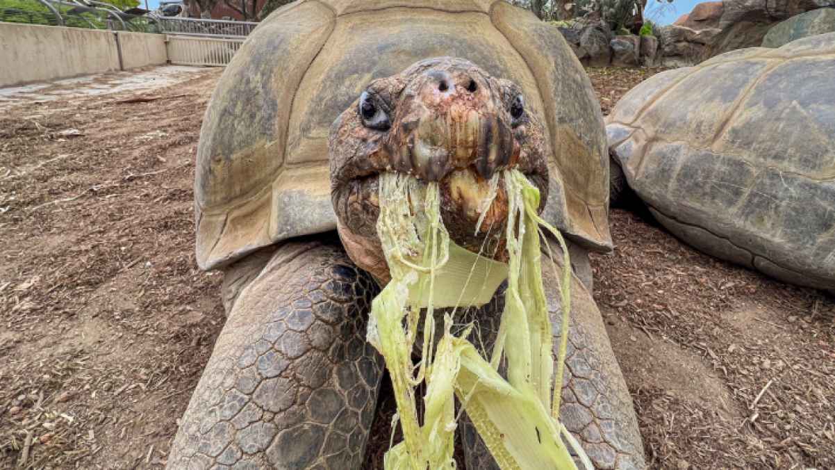 وفاة سلحفاة مشهورة عن عمار 141 سنة - فيديو