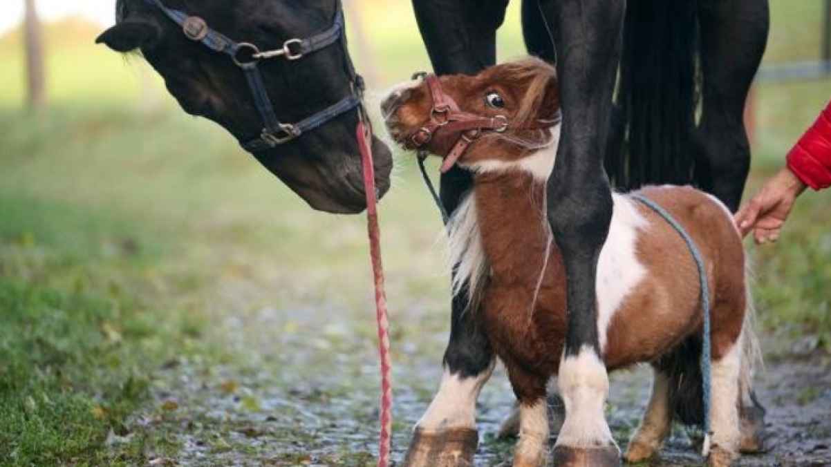 موسوعة "غينيس" تعلن عن أقصر حصان حي – فيديو