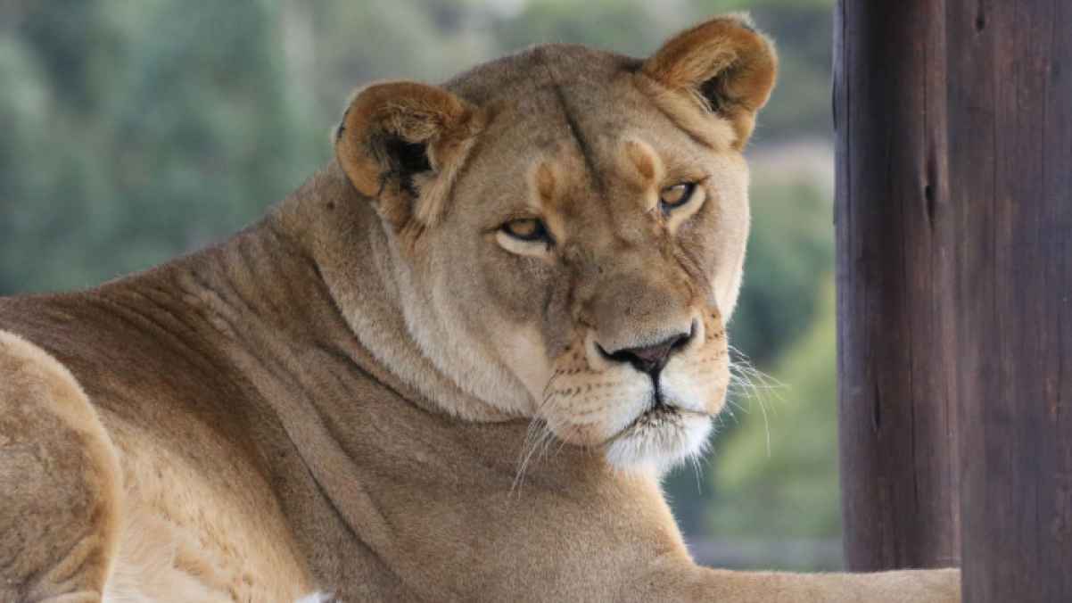 Teen dies after climbing into lioness enclosure