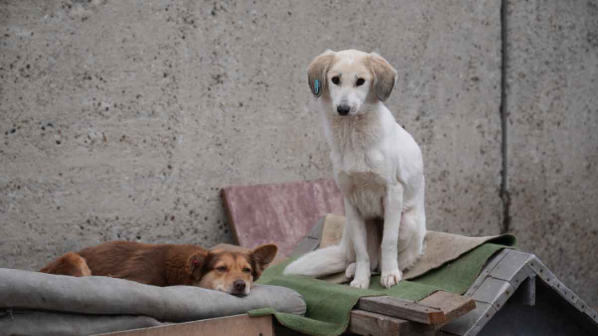 Division in public opinion over the spread of stray dogs in Georgia