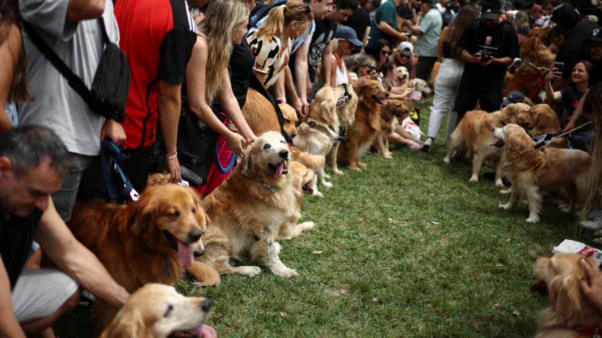Record-breaking: Around 2,000 dogs gather in one place – Video
