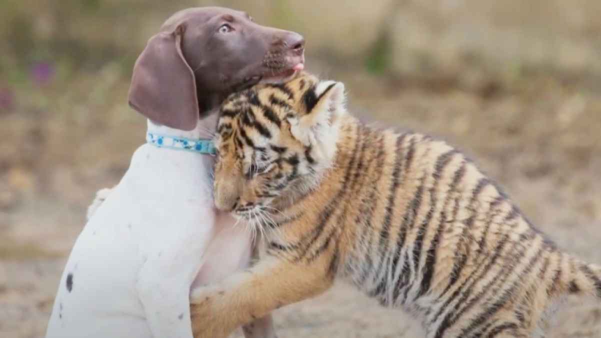 Illegal trade of animal parts across social media platforms