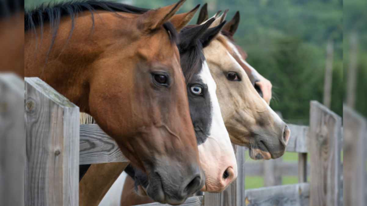 Two people arrested for selling horse meat