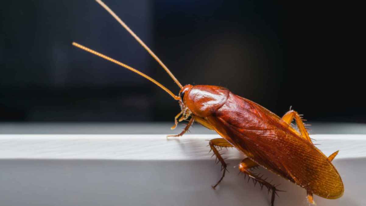 Teacher arrested for forcing student to eat a cockroach to keep him silent