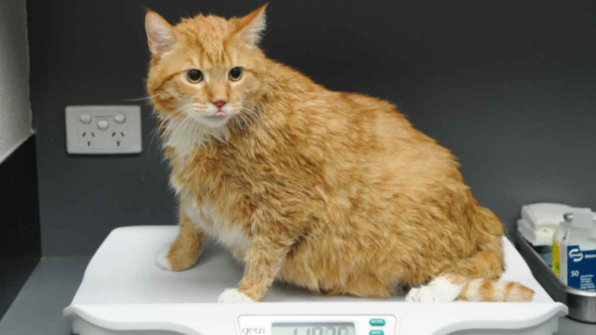 Company launches weight-loss injection for cats