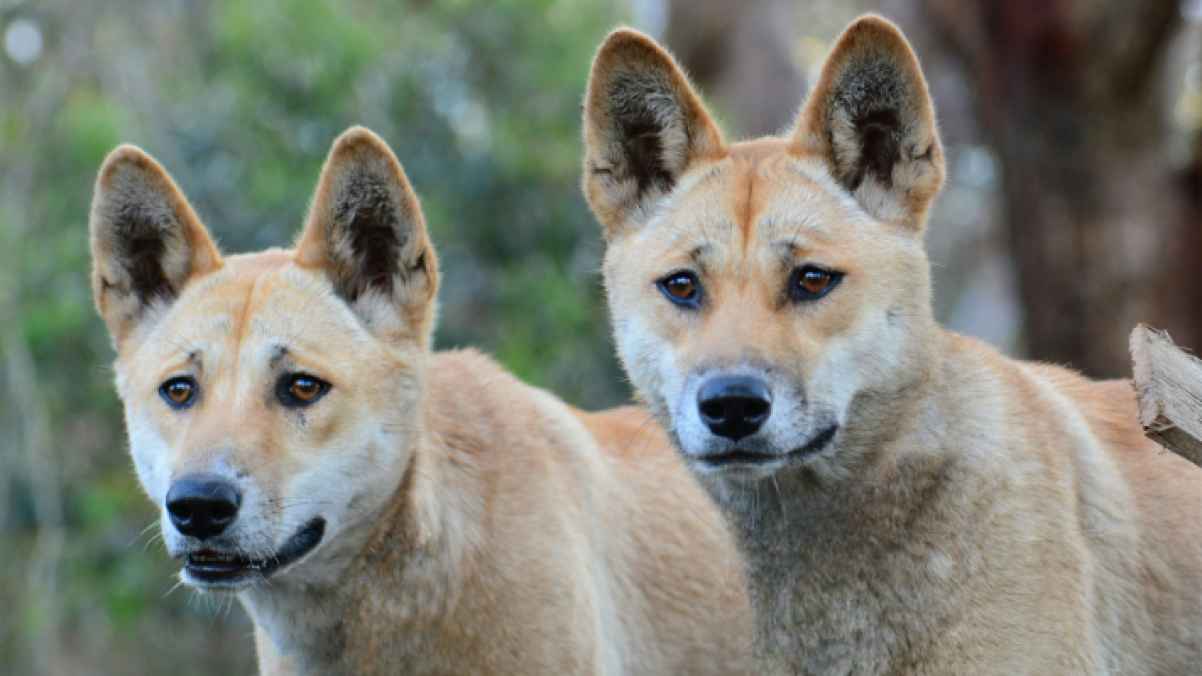 Woman found dead surrounded by wild dogs