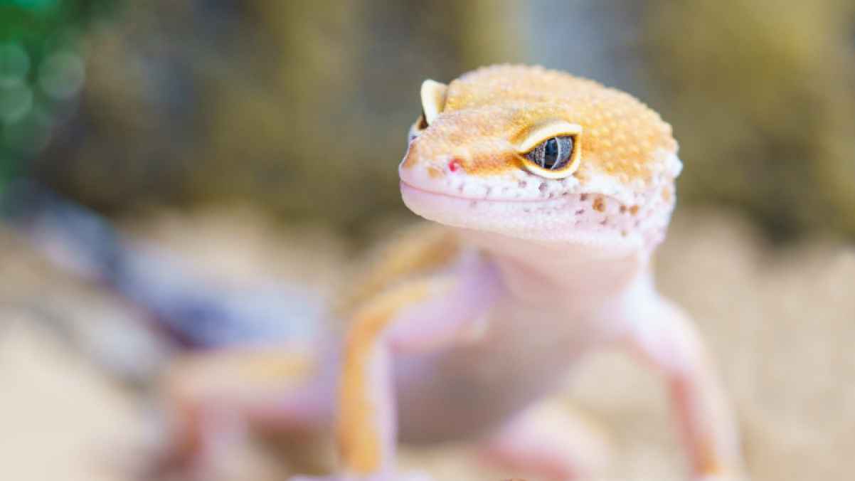 Man arrested for mailing hundreds of lizards in popcorn bags
