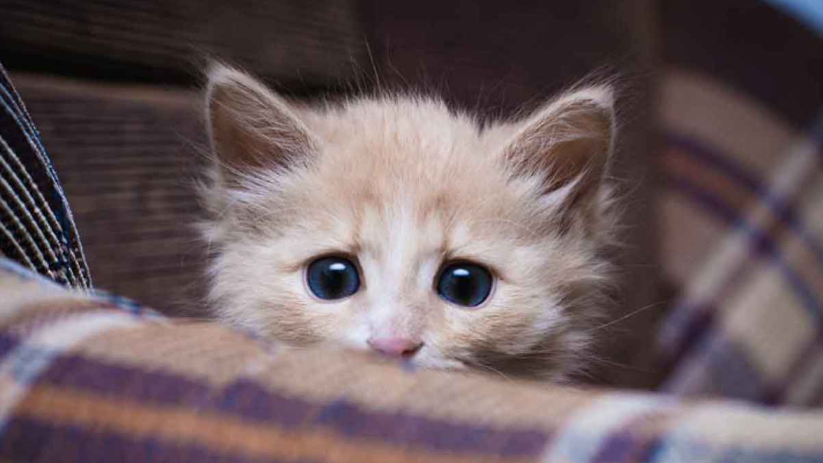 Man on trial for throwing kittens into water to drown