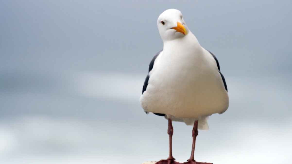 Video Shows Footballer Rescuing Injured Bird During Match