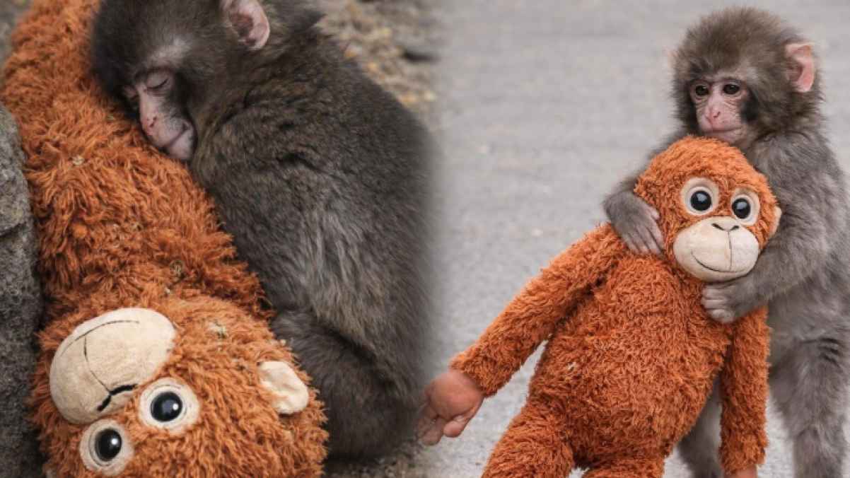 Rights groups step in as monkey “Punch” goes viral