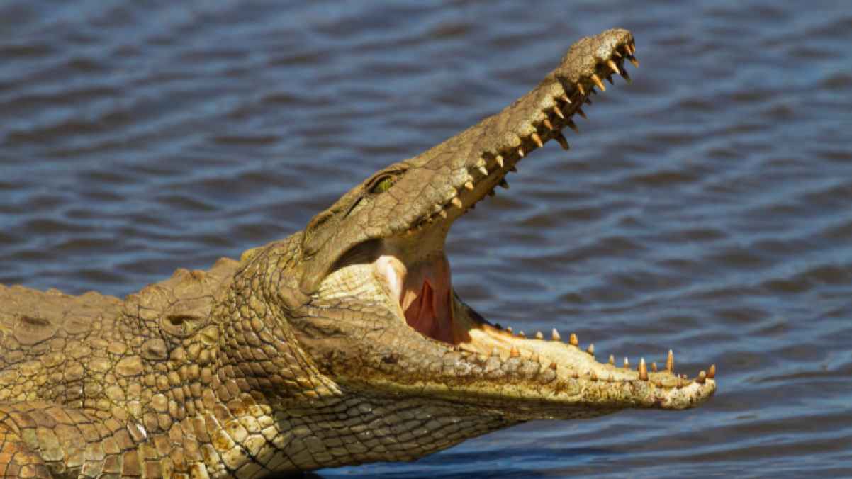 Crocodile Spotted Near Family Home Far From Its Natural Habitat