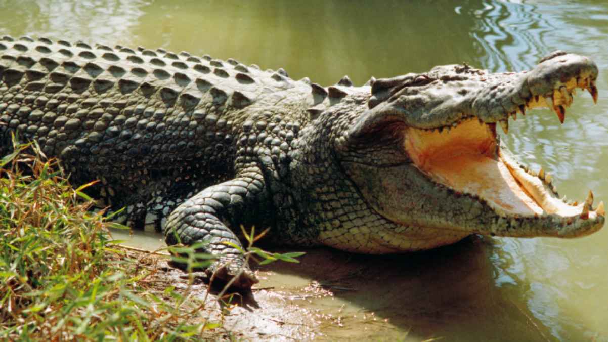 Football Coach Faces Tense Moments with Alligator - Photo