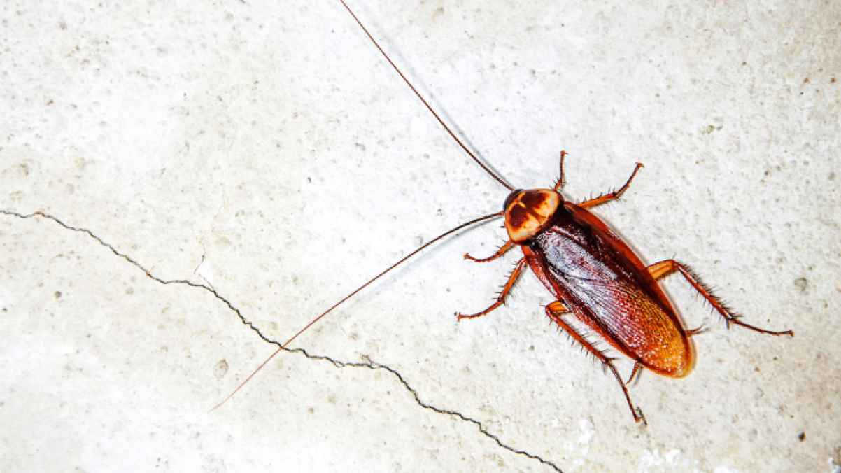 AI-Powered Cockroaches Become Spies