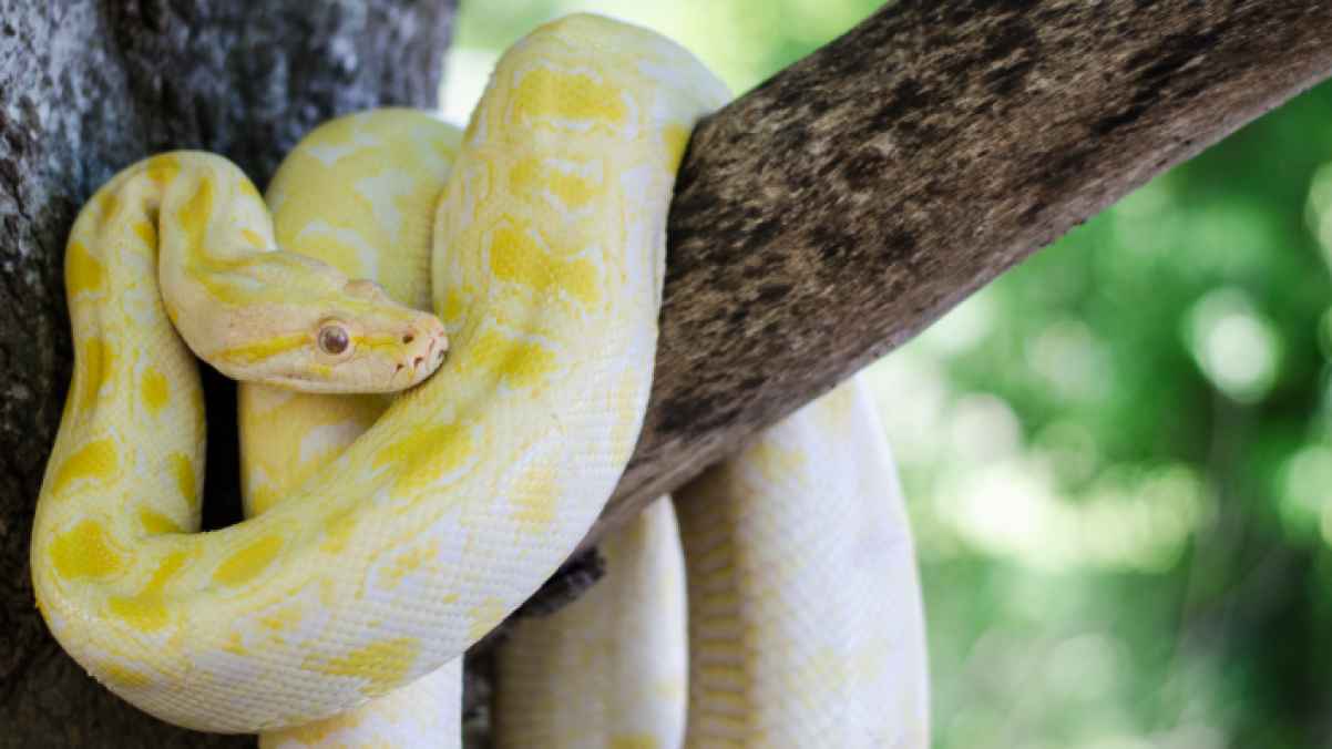 US Truck Driver Caught Smuggling 39 Pythons into Mexico
