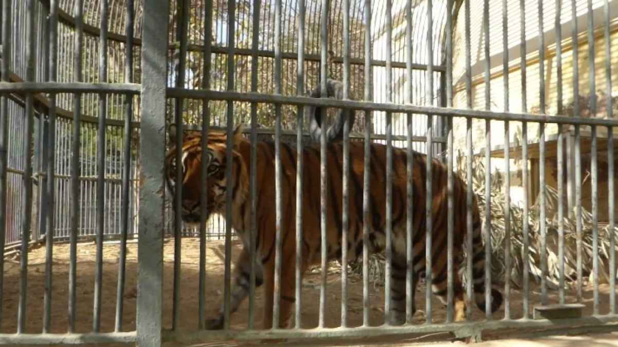 A breathtaking video documenting the moments of a tiger attacking a child at a zoo