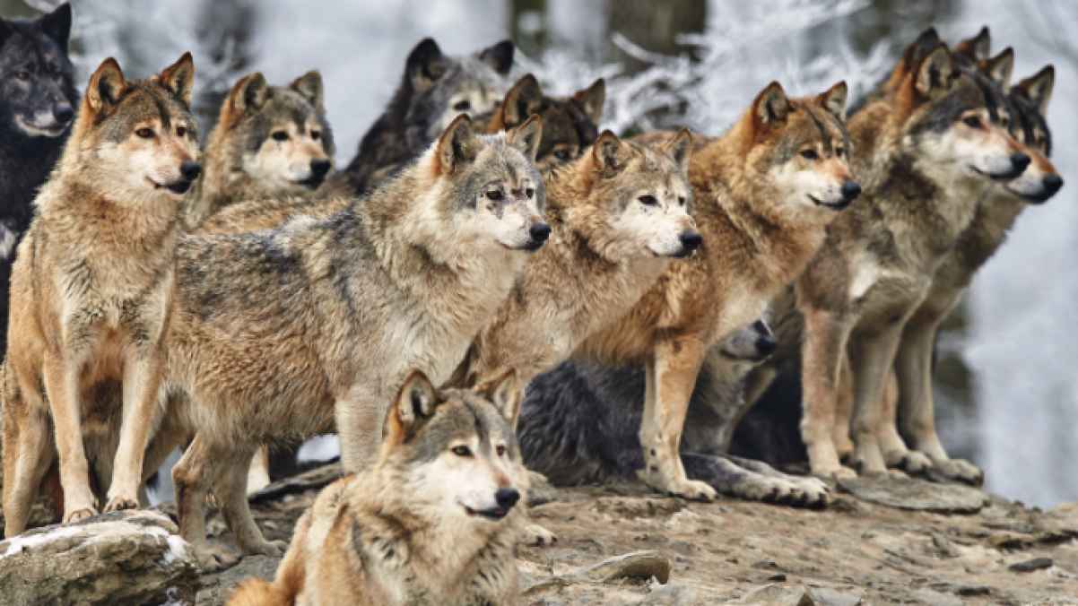Aggressive Behavior" Leads to the Culling of a Wolf Pack in a Zoo"
