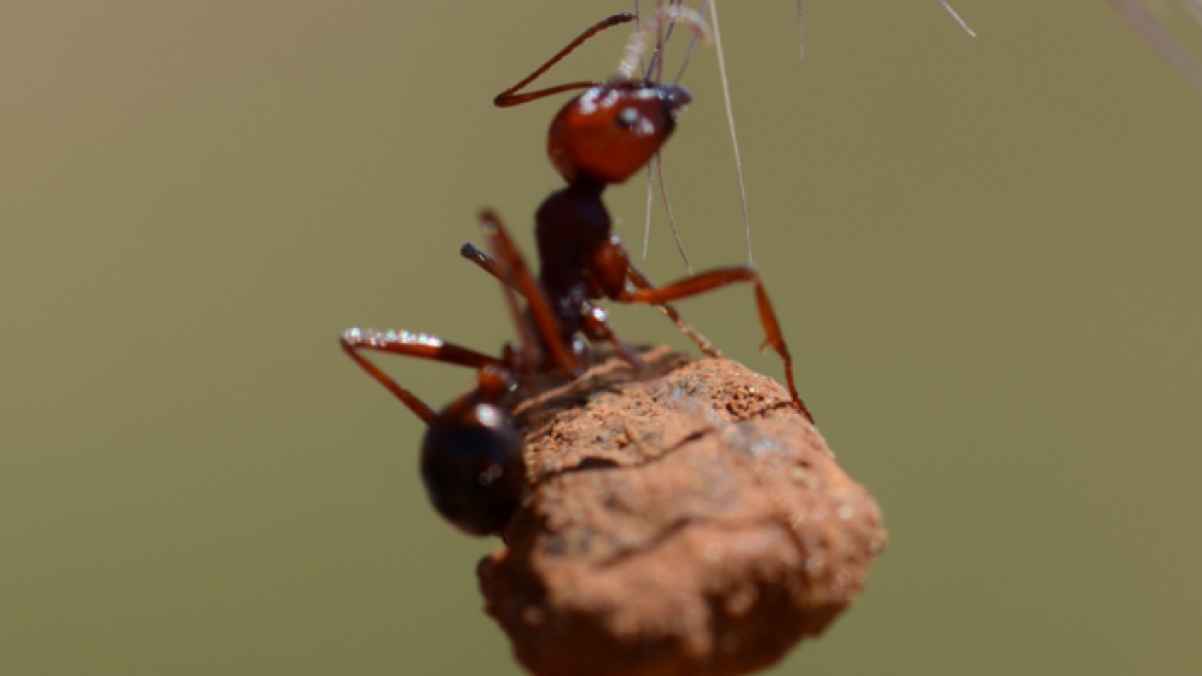 Ants Selling for Hundreds of Dollars on the Black Market