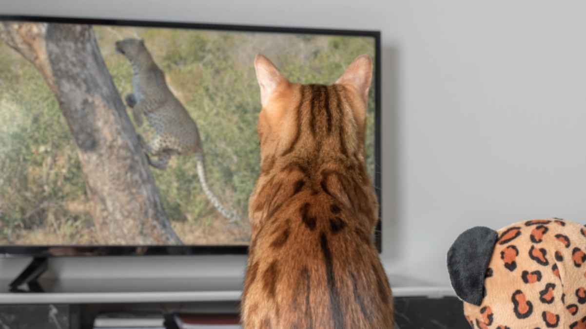 Chinese Company Launches Dedicated TV Channel for Pets