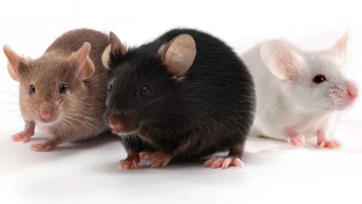 Researchers Train Rat Brain Cells to Perform AI Tasks