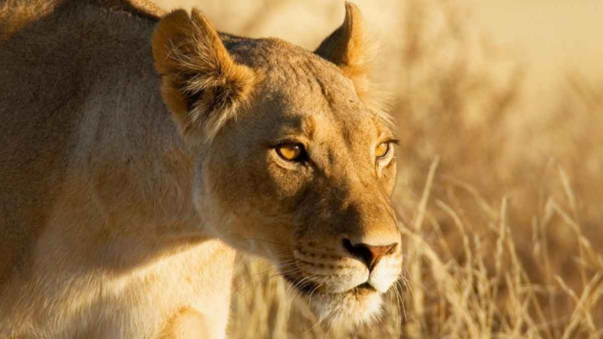 لبؤة تُحول رحلة مُتسلق الى رحلة حياة أو موت