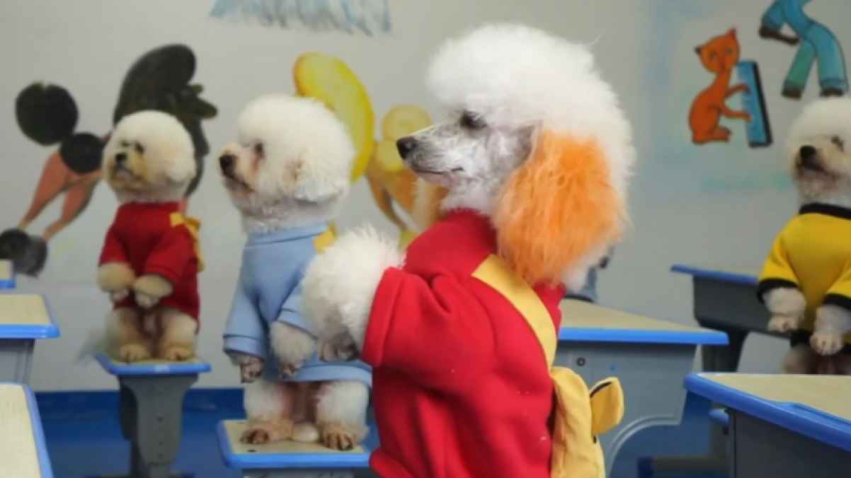 مدرسة صينية تعلم الكلاب صفيا عدة مواد منها الرياضيات ! - فيديو وصور