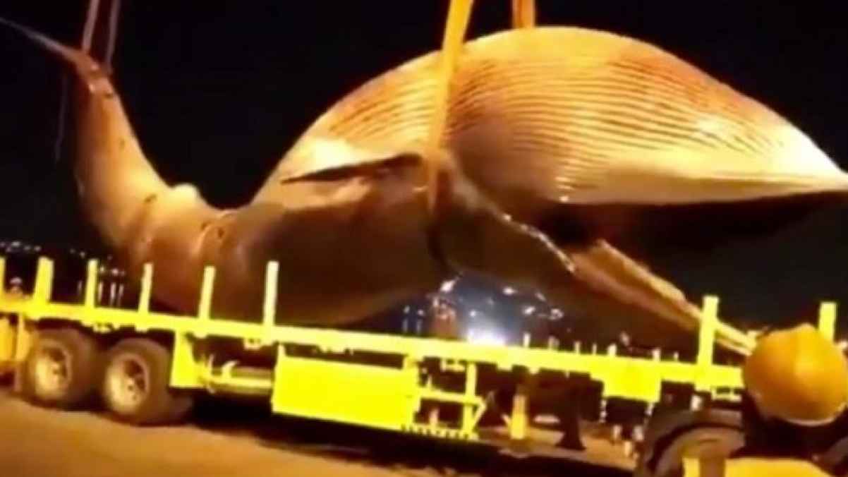 انتشال حوت بحجم شاحنة من البحر في الكويت - فيديو