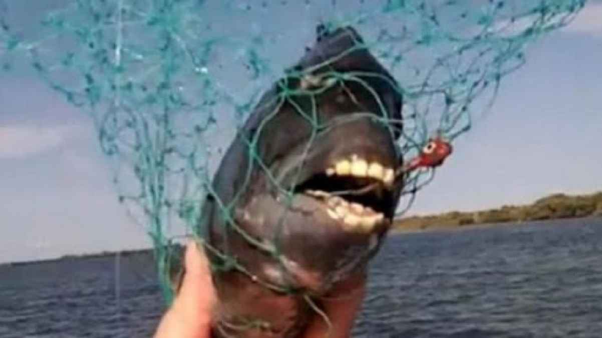 سمكة ترتدي طقم أسنان بشري وتثير الرعب في كارولينا الشمالية