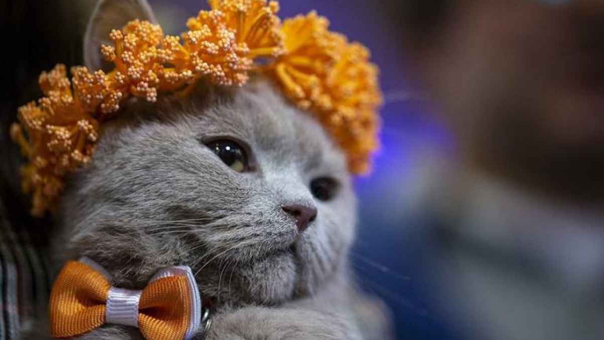 شاهد مسابقة ملكة جمال القطط في الأردن