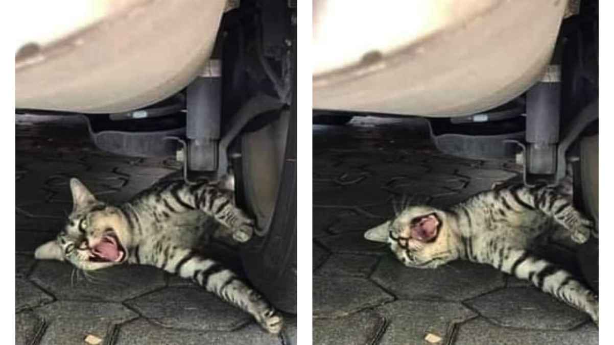 ردات فعل غريبة لـ"قطة" تقف تحت أحد عجلات السيارة! - صور