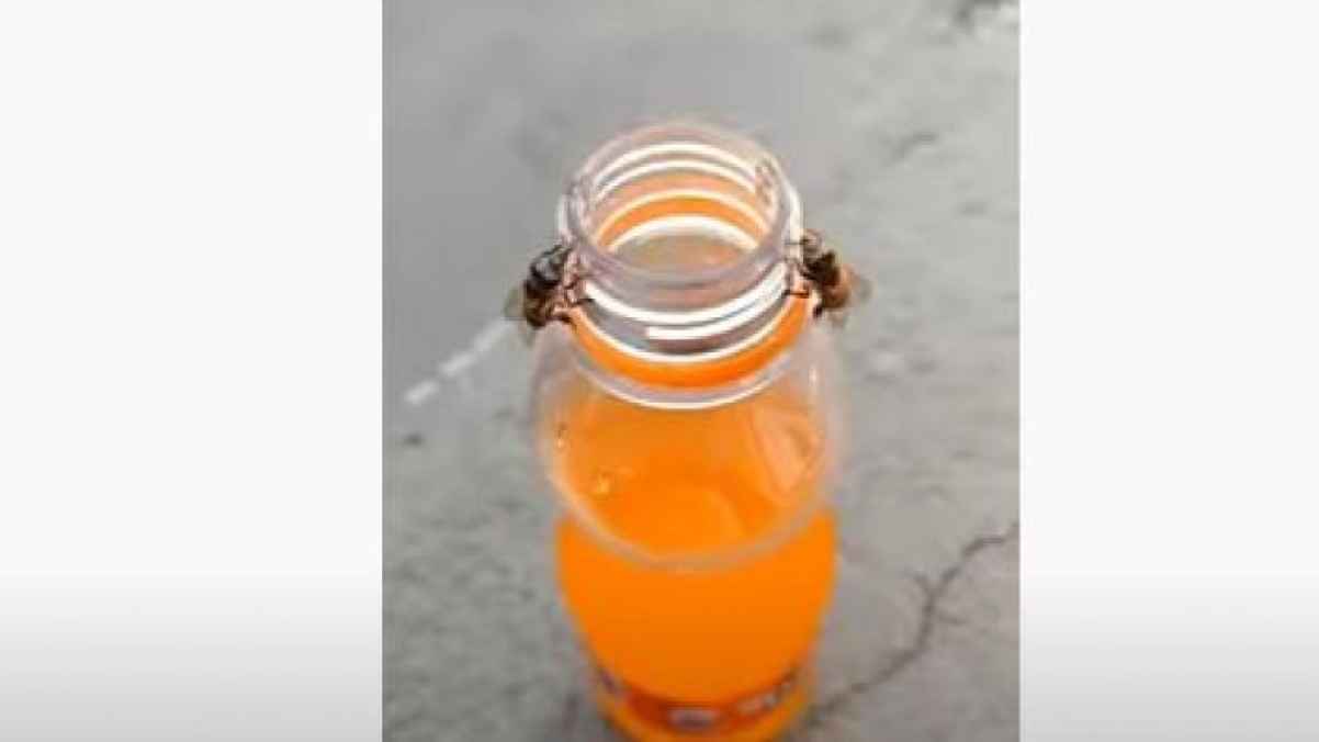 فيديو  لزوج من النحل يعملان معا لفتح زجاجة عصير