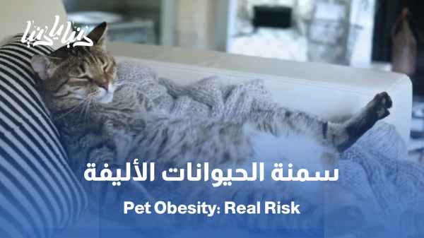 Obesity in cats and dogs: causes, harms, and practical solutions / Excess weight and shorter lifespan: How do we protect our pets from obesity?