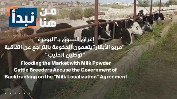 Flooding the market with powdered milk Cattle farmers accuse the government of reneging on the "milk localization" agreement