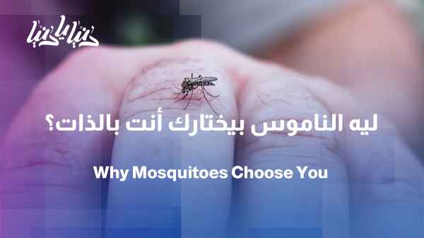 Scientific study: Mosquitoes do not bite humans randomly and choose their victims carefully.